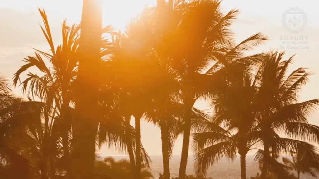 coconut trees silhouette at sunrise