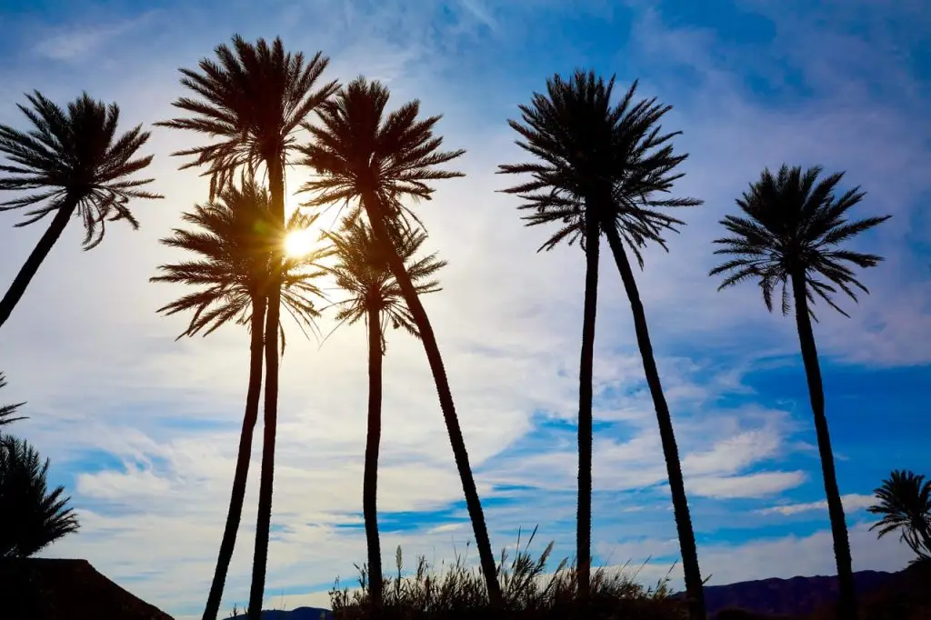 Palm Trees Silhouette Under The Sky