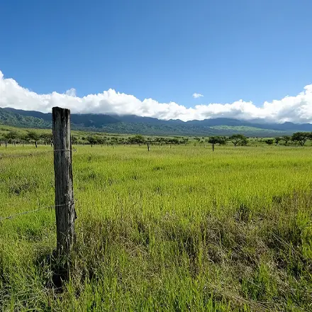 North-Kohala-Coast-grass